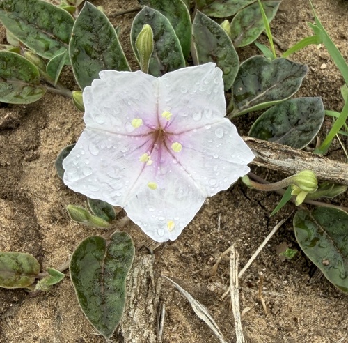 Obliqueleaf trumpets (Acleisanthes anisophylla)