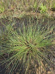 Fimbristylis tristachya, photograph (c) jimmy, some rights reserved (CC BY)