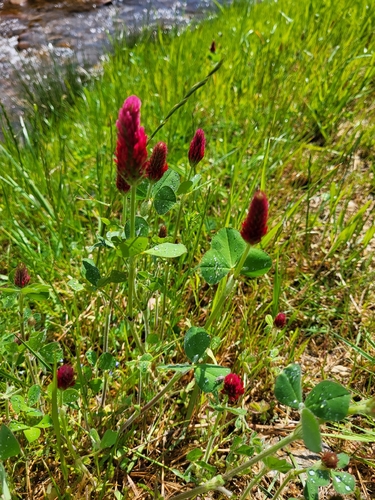 crimson clover