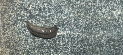 Chinese Slug