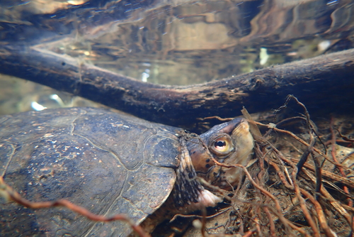 iNaturalist observation photo of Northwestern Pond Turtle