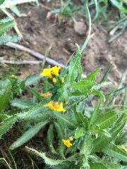 Amsinckia spectabilis