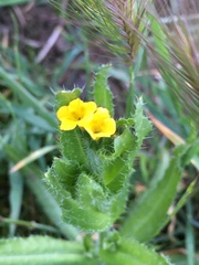 Amsinckia spectabilis