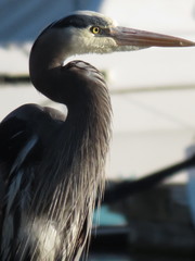 Ardea herodias