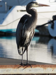 Ardea herodias