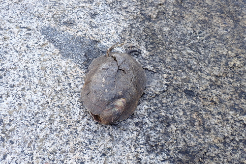 iNaturalist observation photo of Northwestern Pond Turtle