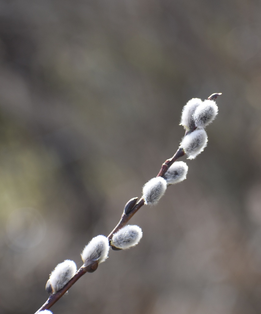 Pussy willow