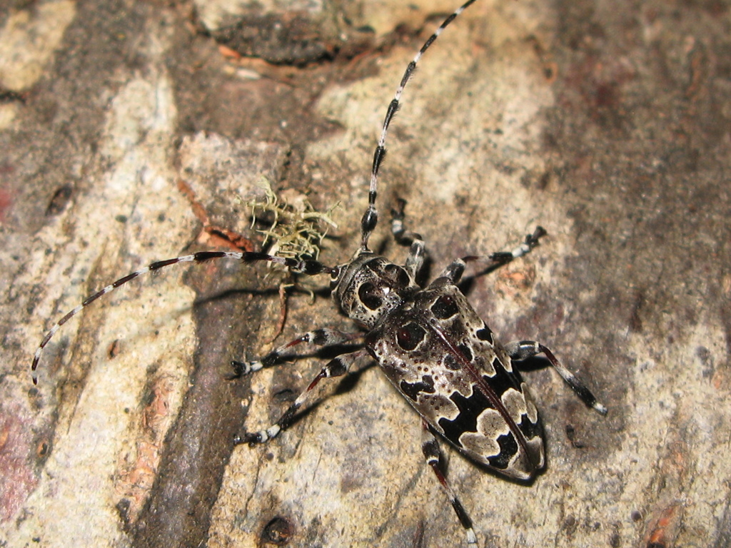Azygocera