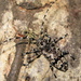 Azygocera picturata - Photo (c) Ian Swift, algunos derechos reservados (CC BY-NC), subido por Ian Swift