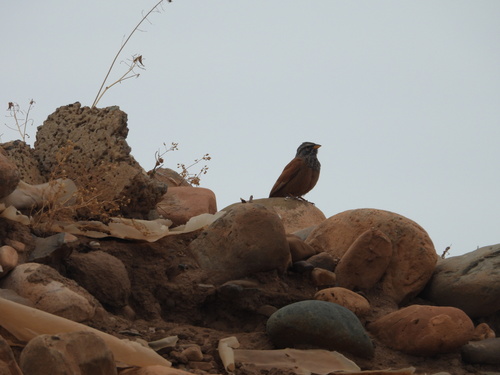 House Bunting