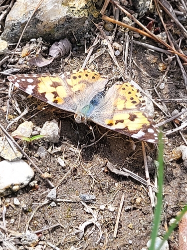 Painted Lady