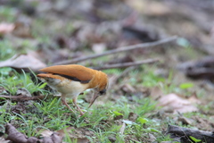 Furnarius leucopus