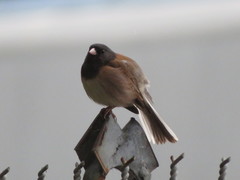 Junco hyemalis