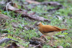 Furnarius leucopus