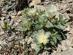 Mentzelia tricuspis
