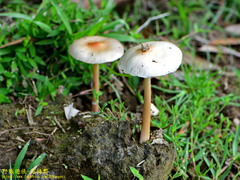 Protostropharia ovalispora