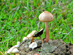 Protostropharia ovalispora