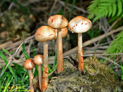 Protostropharia ovalispora