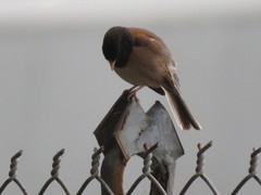 Junco hyemalis