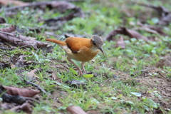 Furnarius leucopus