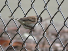 Junco hyemalis