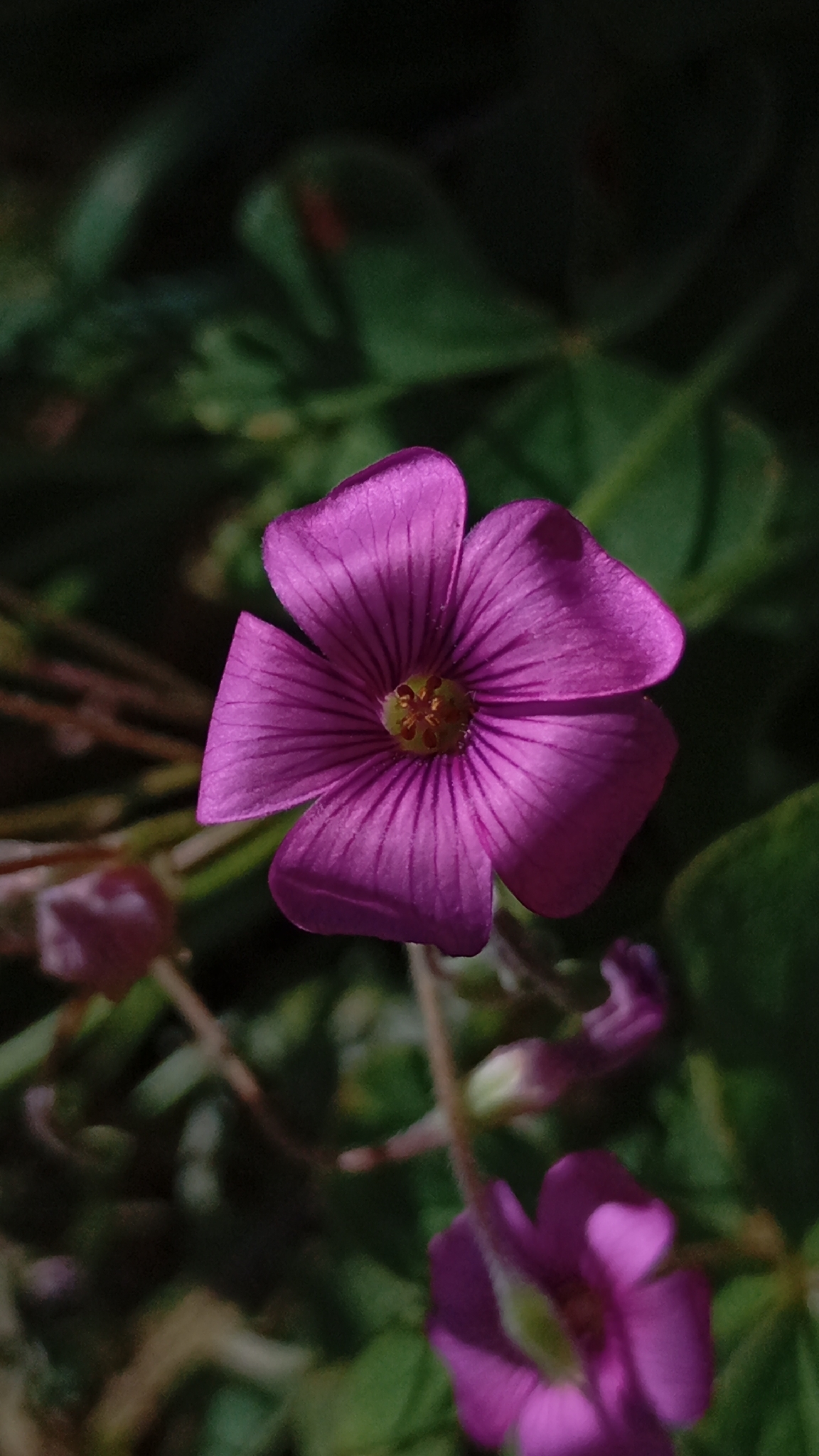 Oxalis brasiliensis