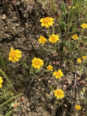 Pseudobahia heermannii