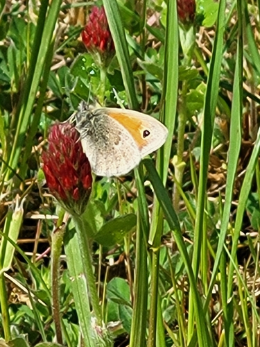 Small Heath