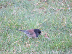 Junco hyemalis