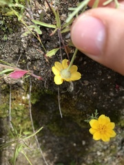 Pseudobahia heermannii