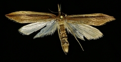 Donacaula albicostellus