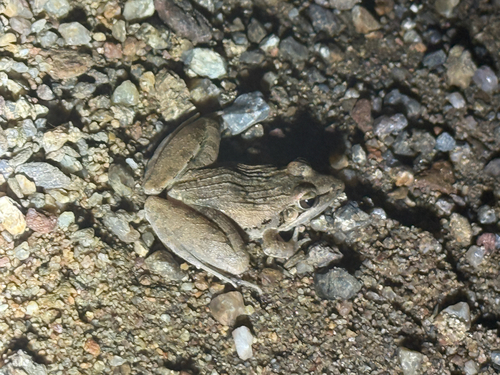 Anchieta's Ridged Frog