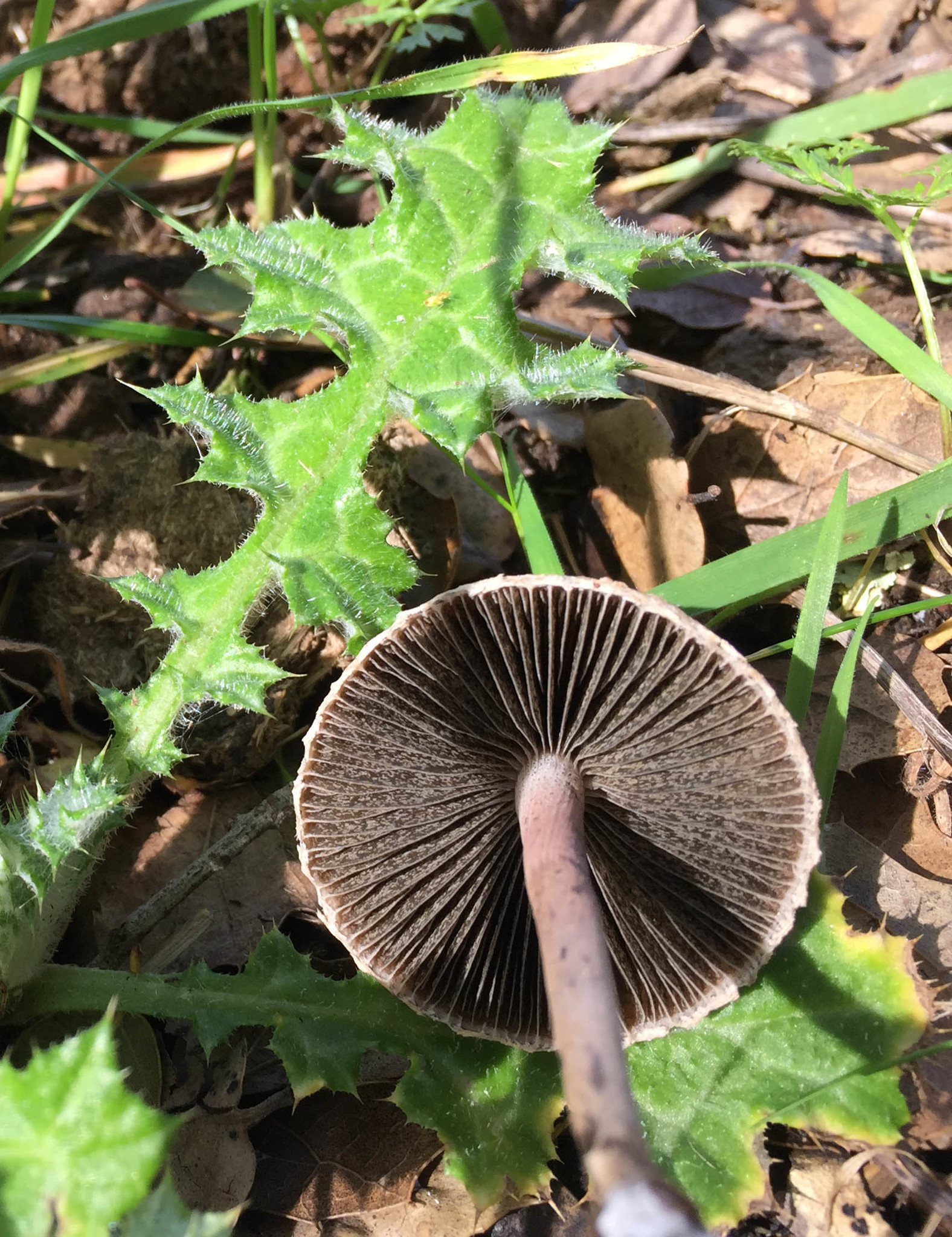 Panaeolus papilionaceus image