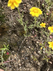 Pseudobahia heermannii