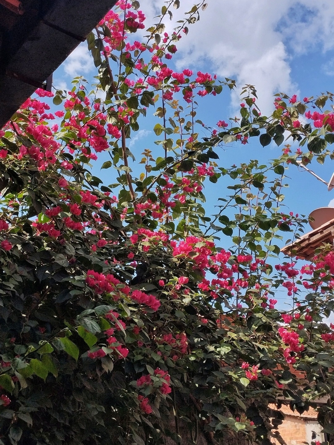 Bougainvillea spectabilis
