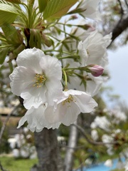 Prunus serrulata