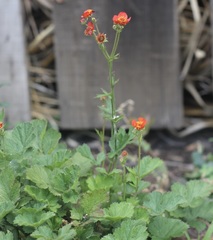 Geum magellanicum