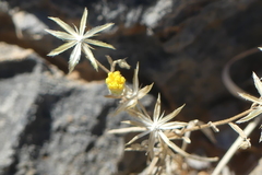 Antiphiona pinnatisecta