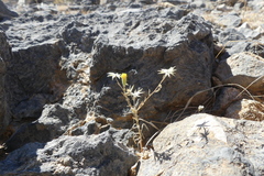 Antiphiona pinnatisecta