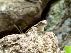 Sceloporus variabilis olloporus