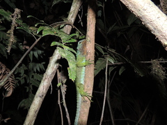 Enyalioides rubrigularis