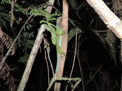 Enyalioides rubrigularis