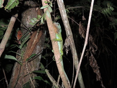 Enyalioides rubrigularis