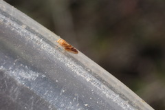 Euglyptoneura minuta