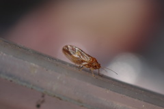 Euglyptoneura minuta