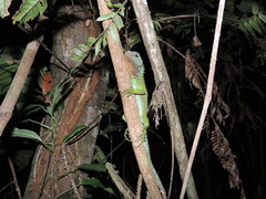 Enyalioides rubrigularis