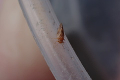 Euglyptoneura minuta