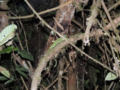 Enyalioides rubrigularis