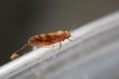 Euglyptoneura minuta