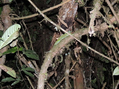 Enyalioides rubrigularis